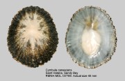 Cymbula canescens